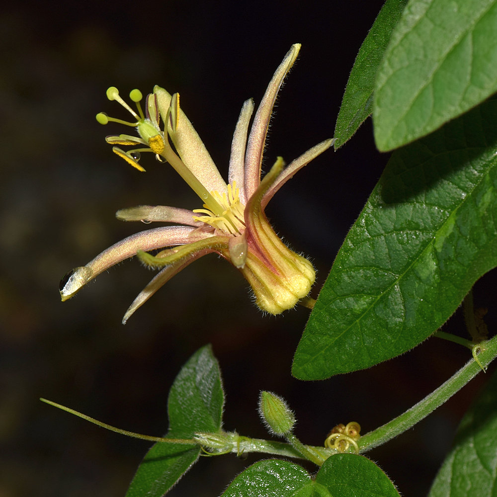 Passiflora4.jpg