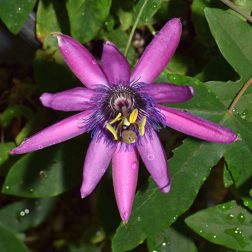 Passiflora4.jpg