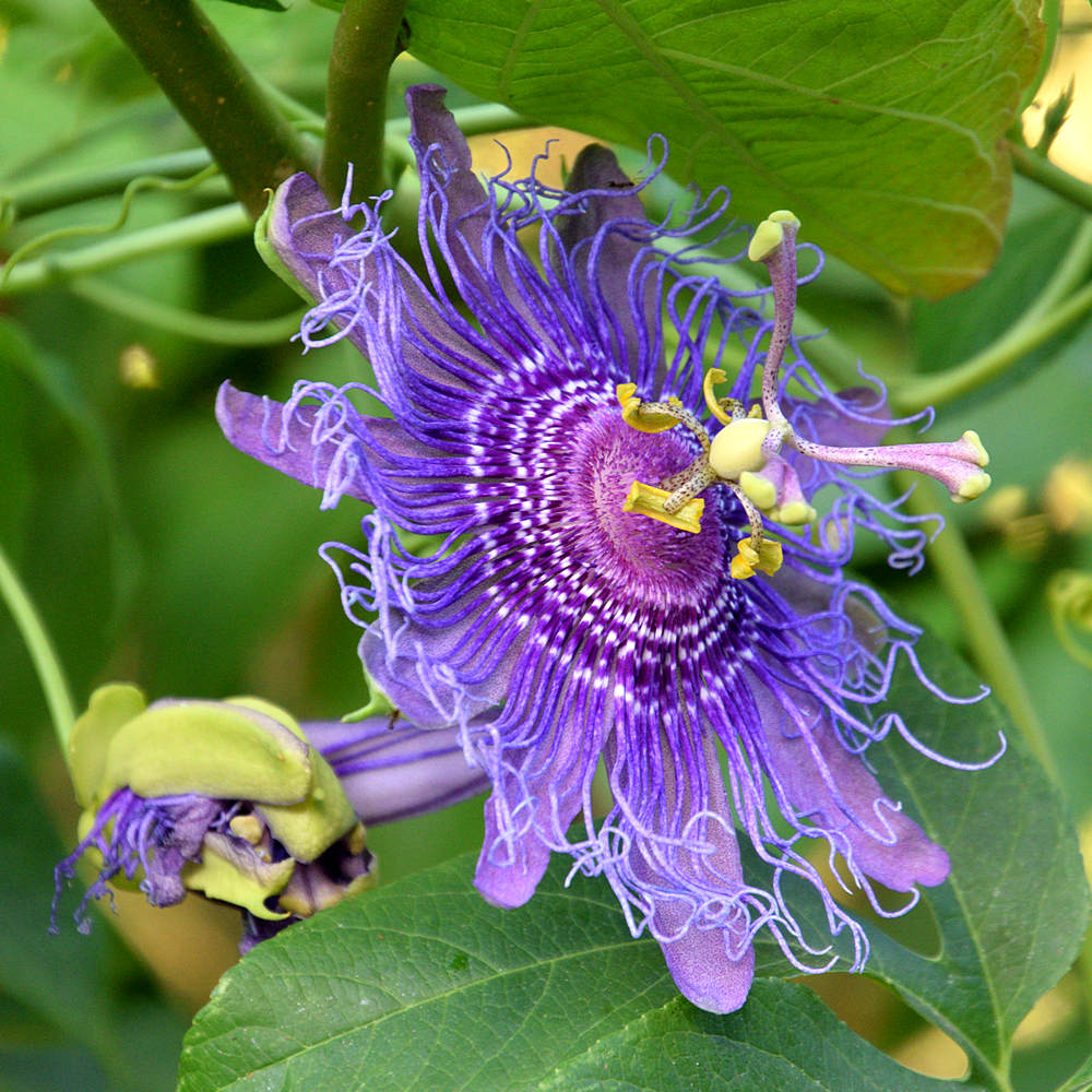 Passiflora4.jpg