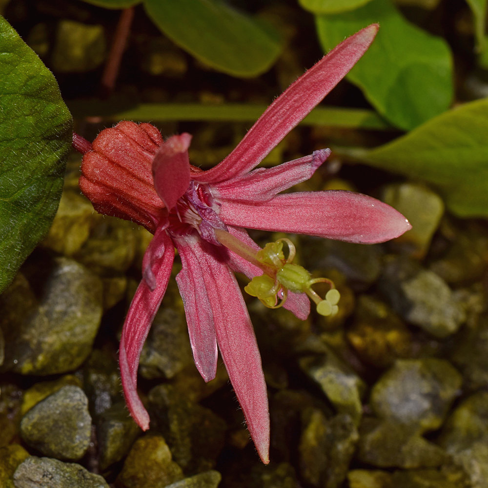 Passiflora4.jpg