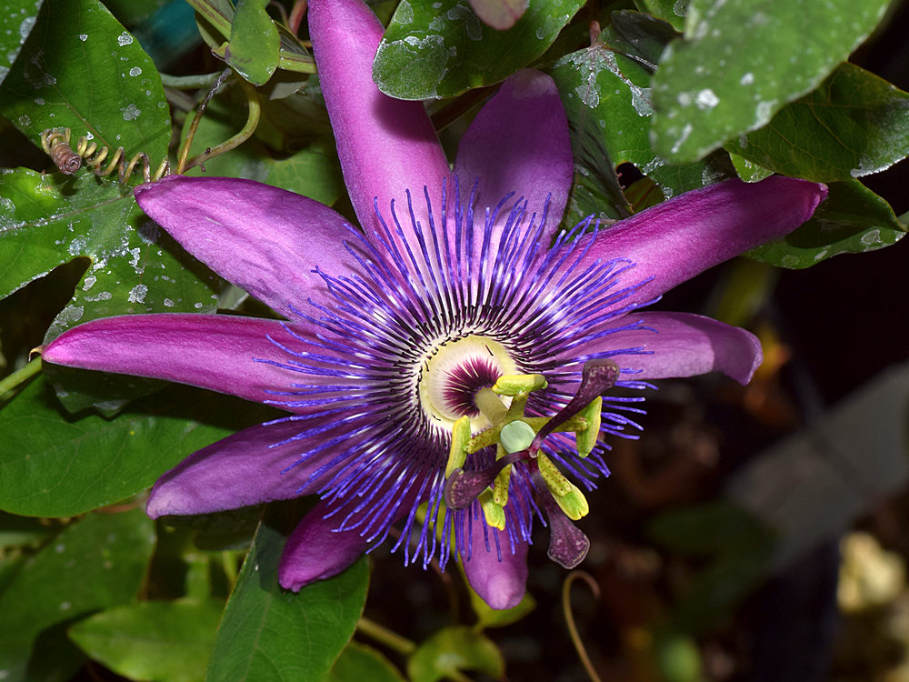 Passiflora4.jpg