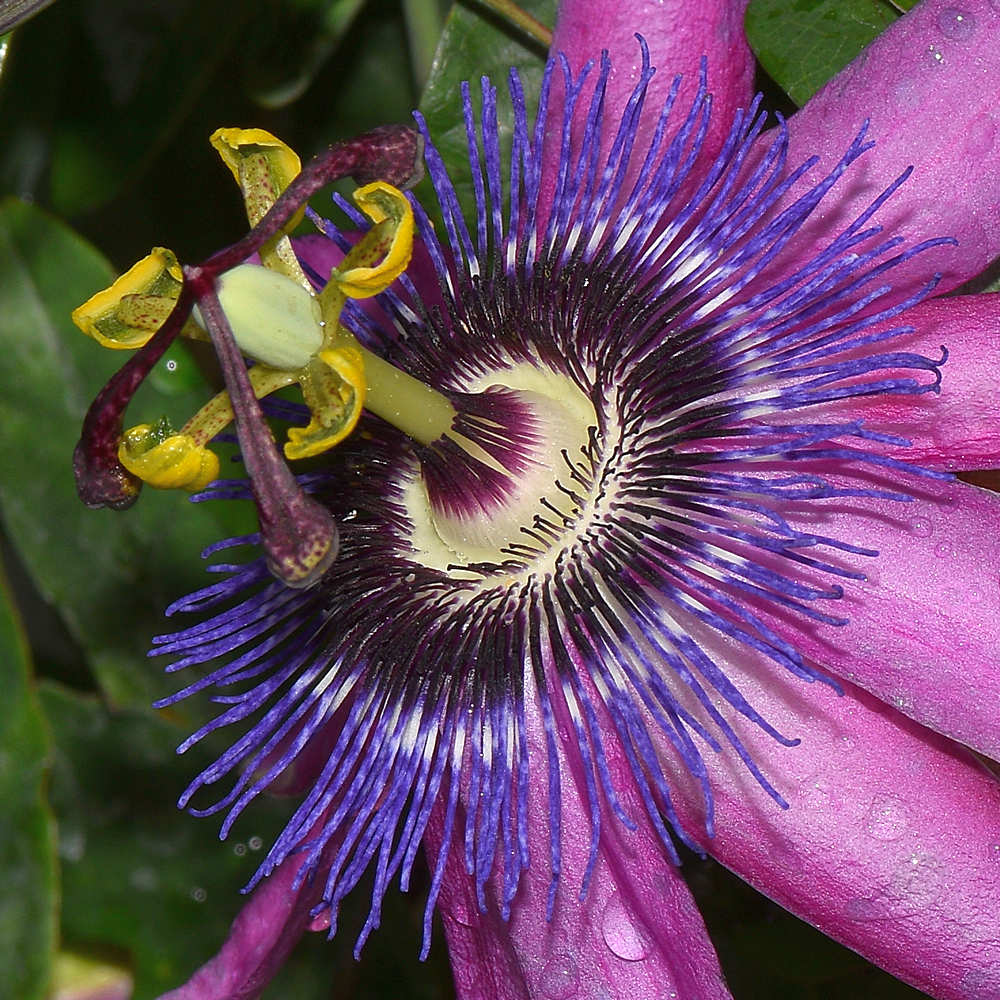 Passiflora4.jpg