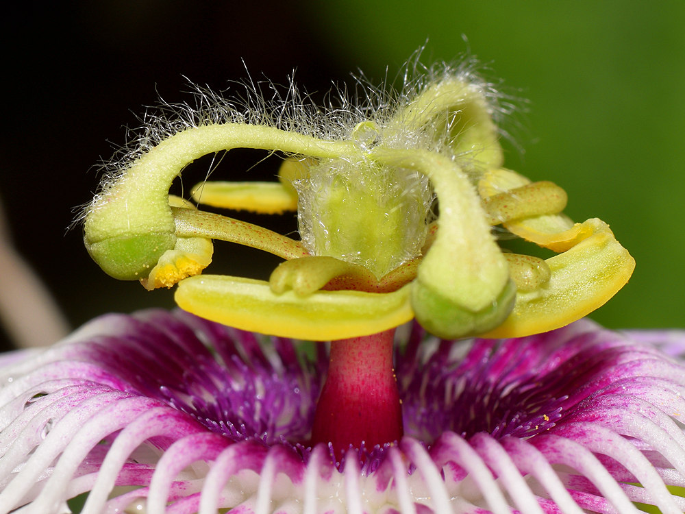 Passiflora4.jpg