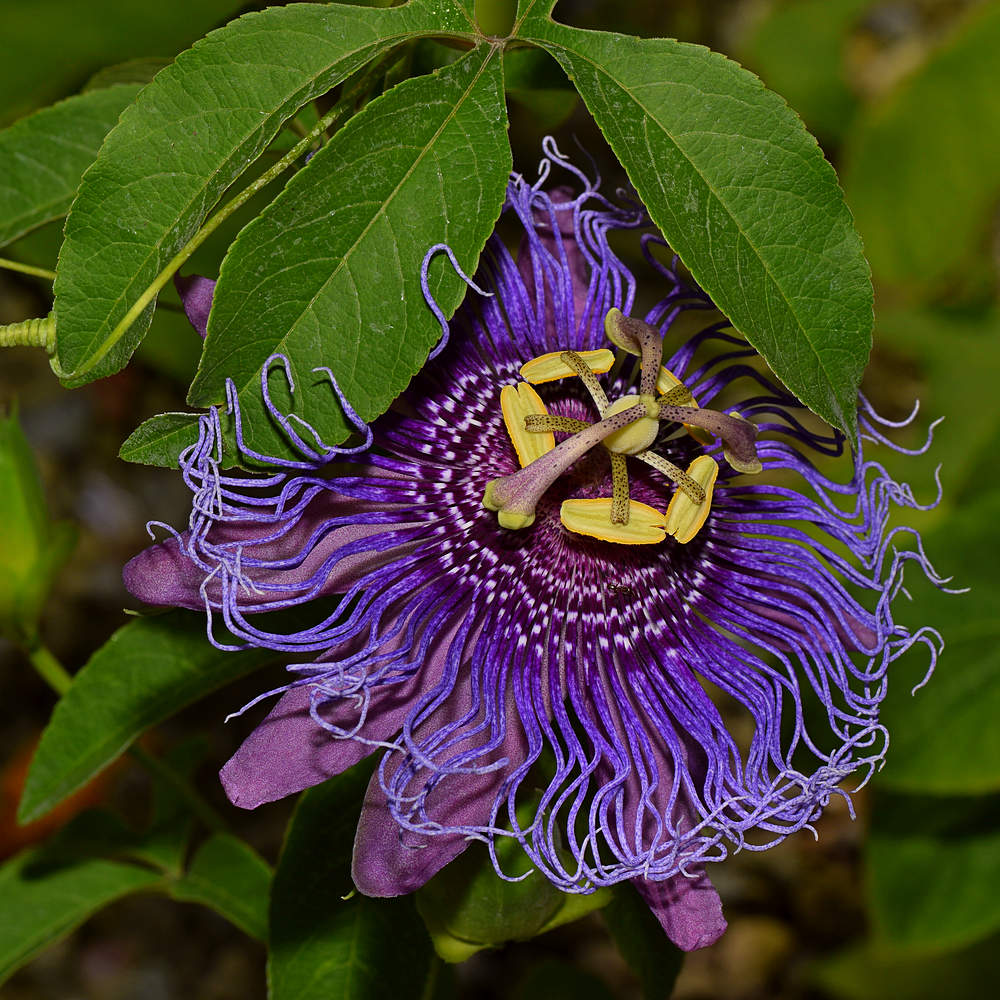 Passiflora4.jpg
