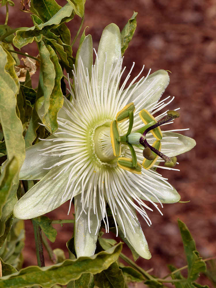 Passiflora4.jpg