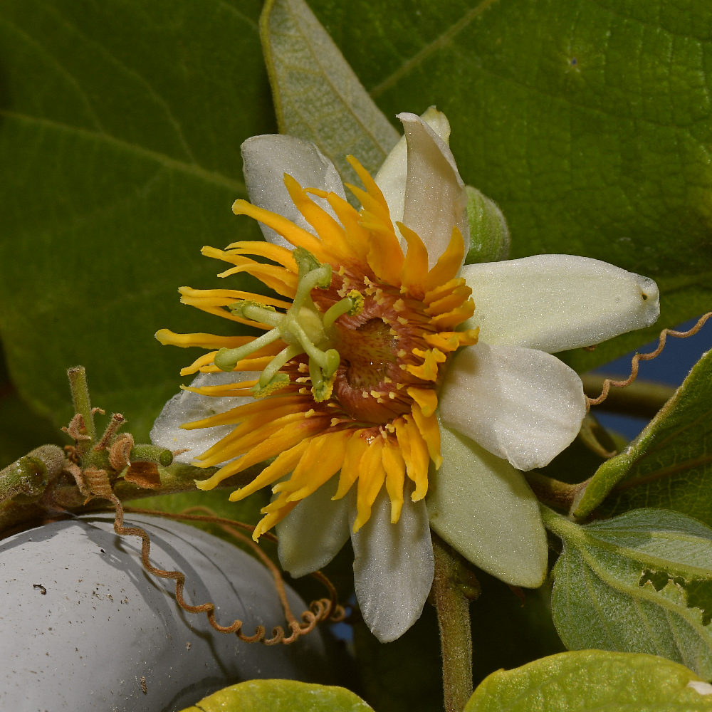 Passiflora4.jpg