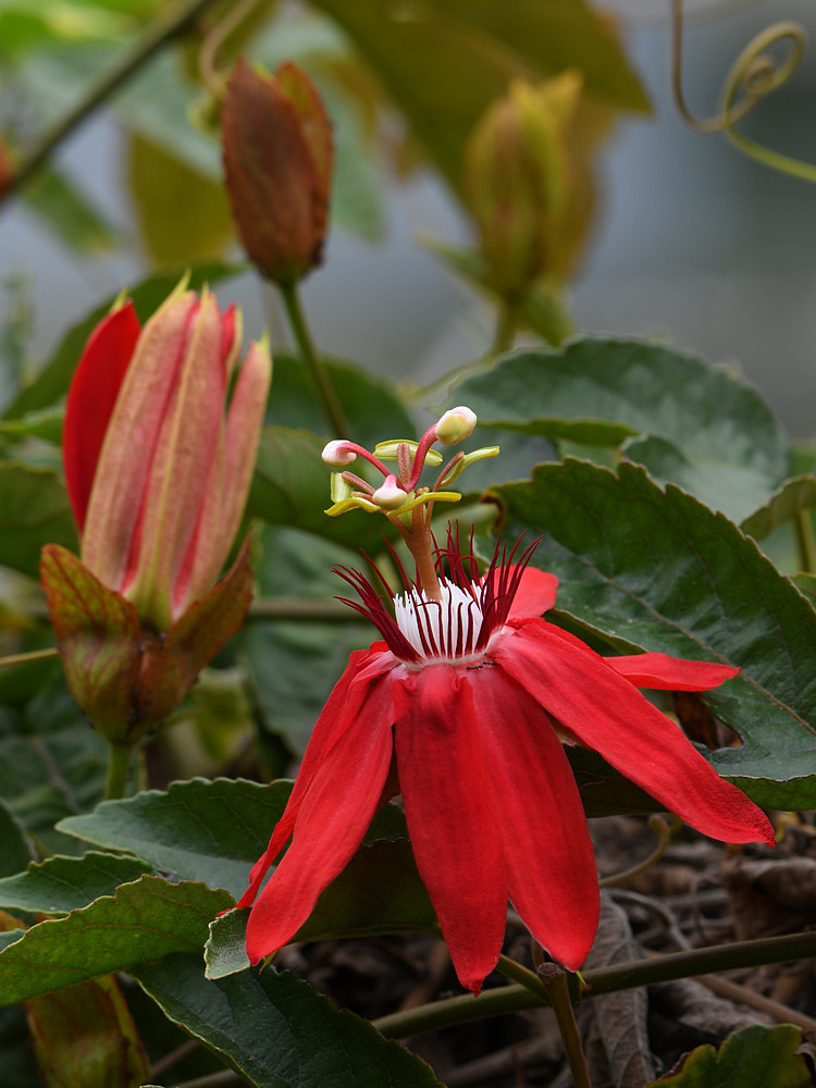Passiflora4.jpg