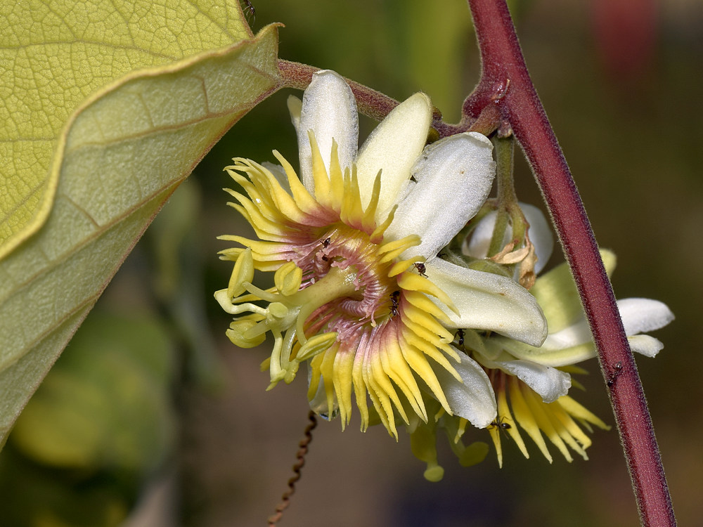 Passiflora4.jpg