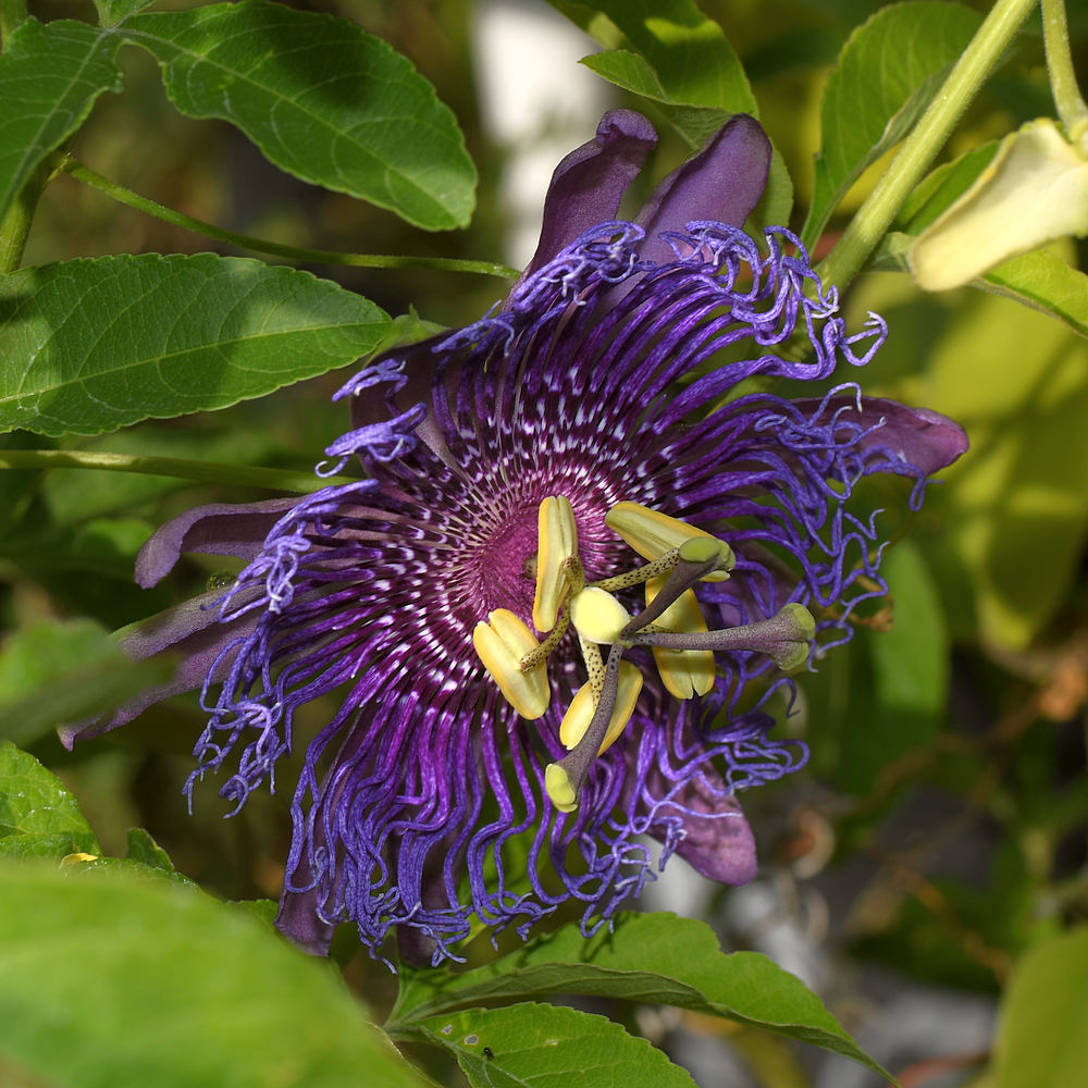 Passiflora4.jpg
