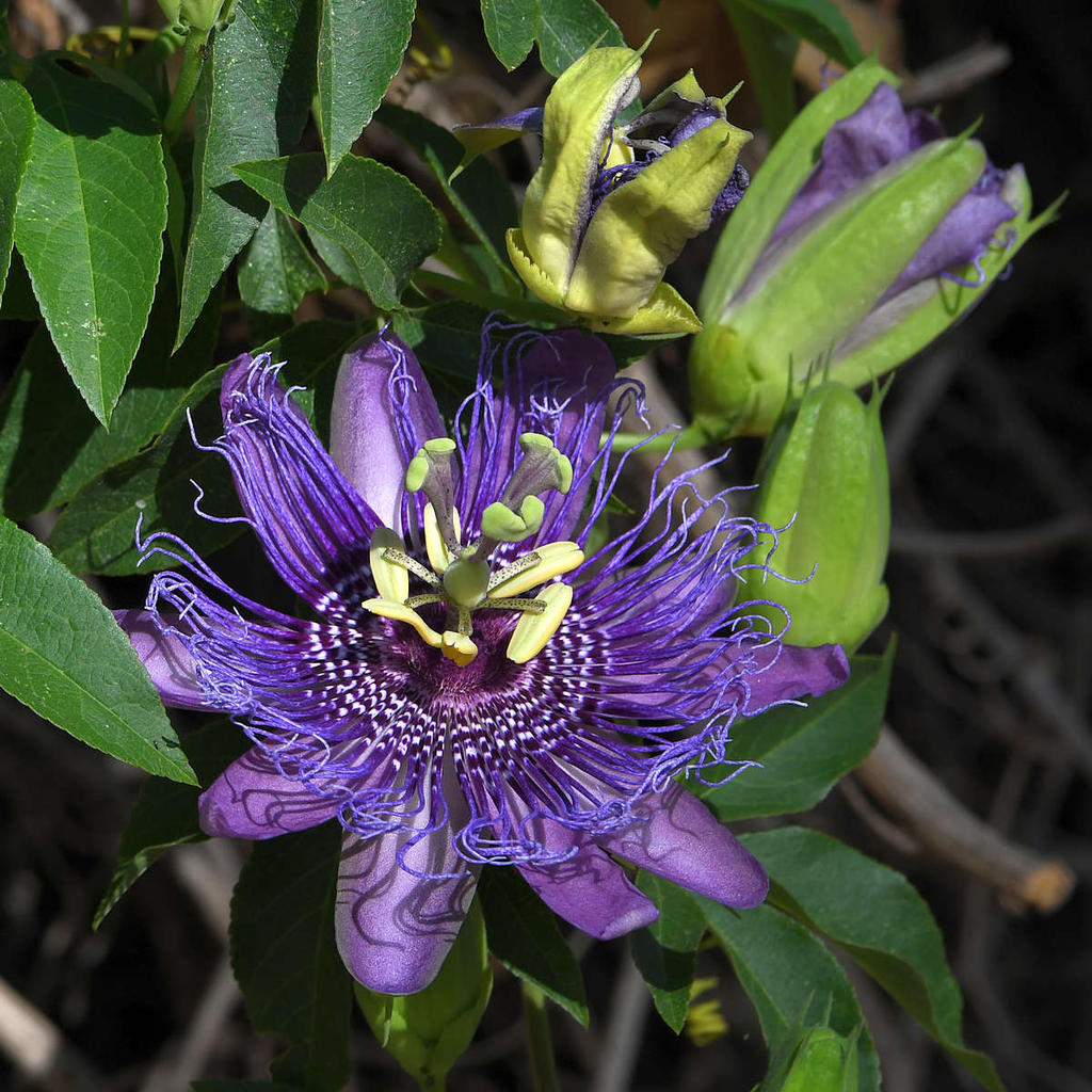 Passiflora4.jpg