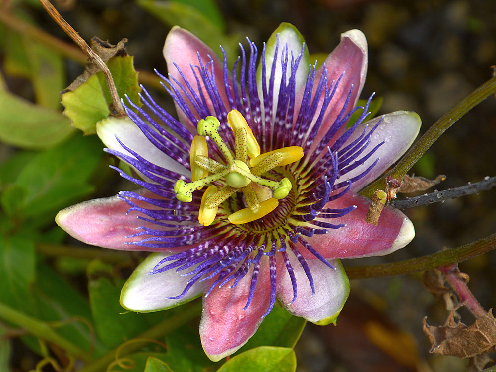 Passiflora5.jpg