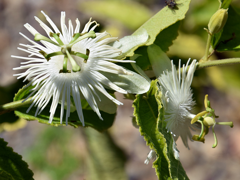 Passiflora5.jpg
