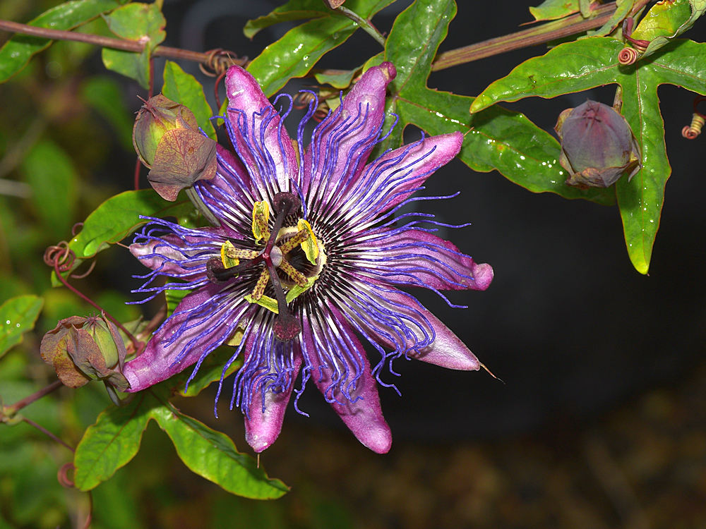 Passiflora5.jpg