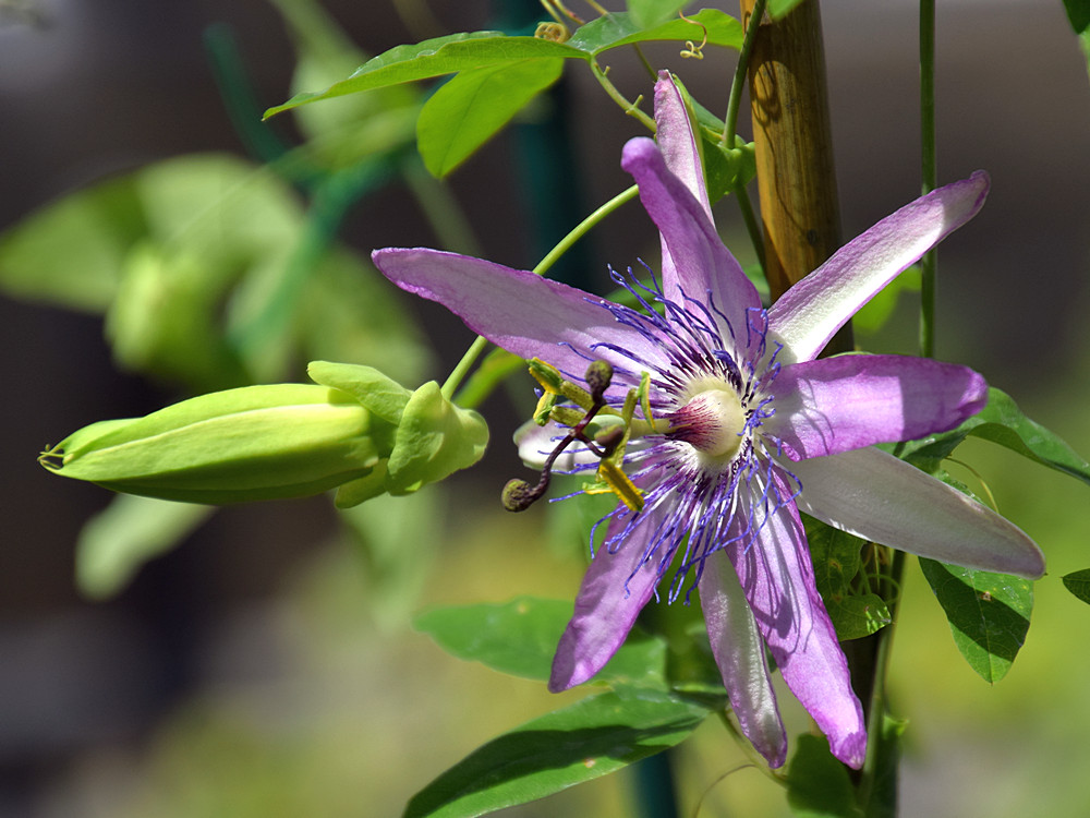 Passiflora5.jpg
