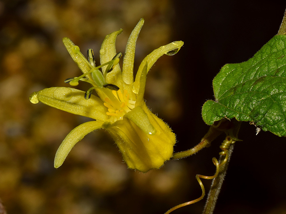 Passiflora5.jpg