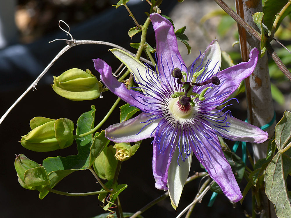 Passiflora5.jpg