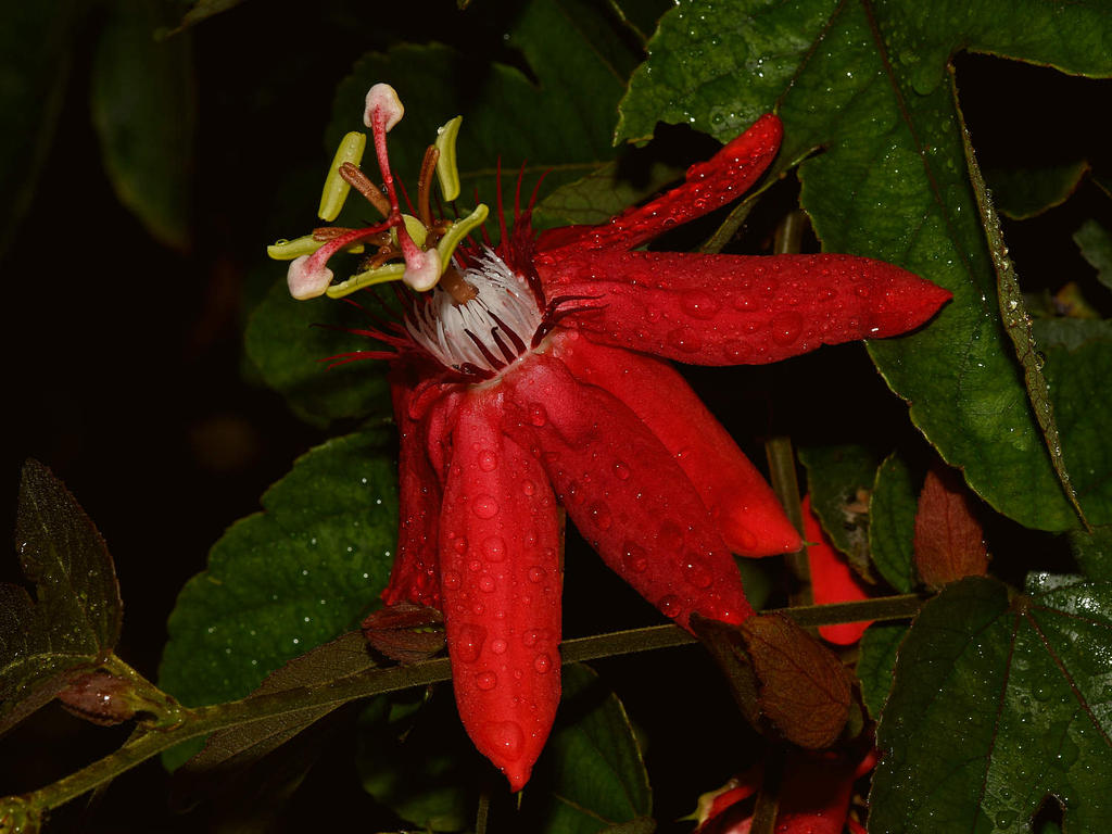 Passiflora5.jpg