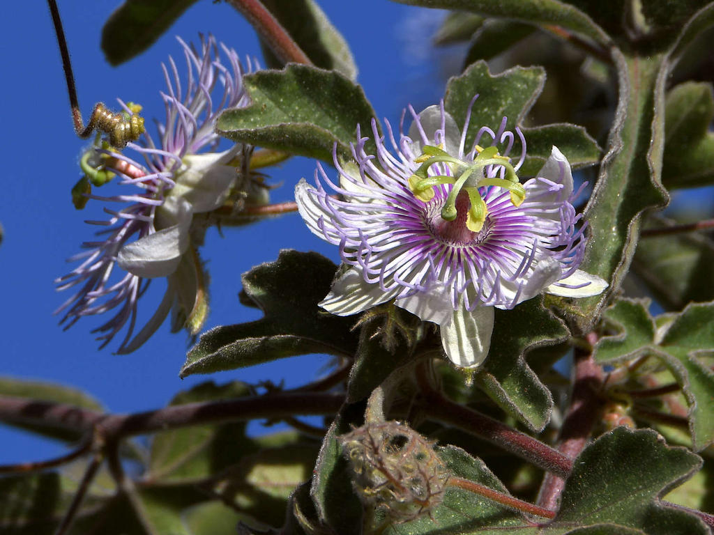 Passiflora5.jpg