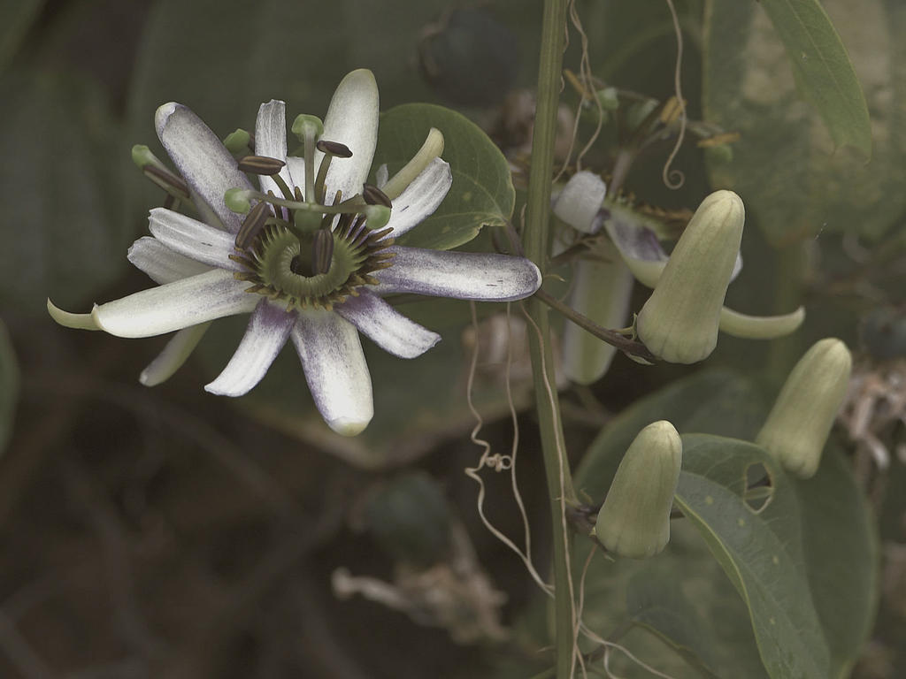 Passiflora5.jpg