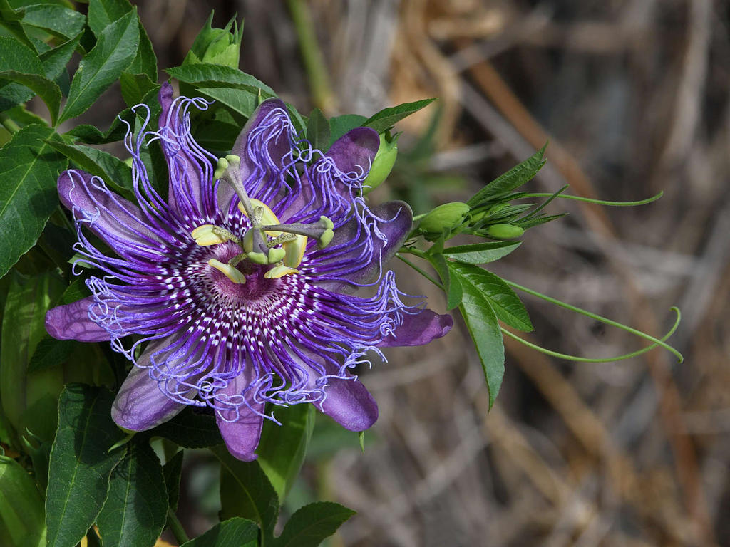Passiflora5.jpg