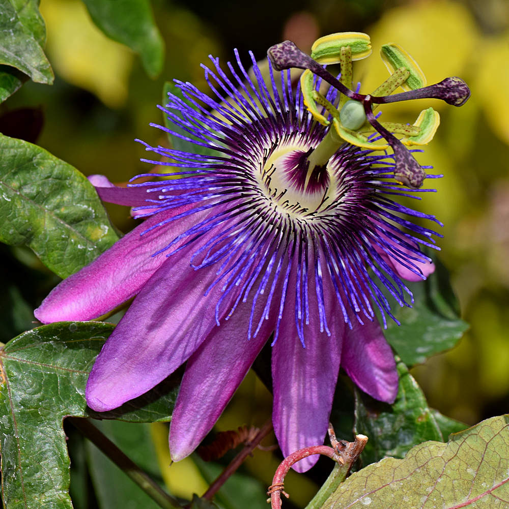 Passiflora6.jpg