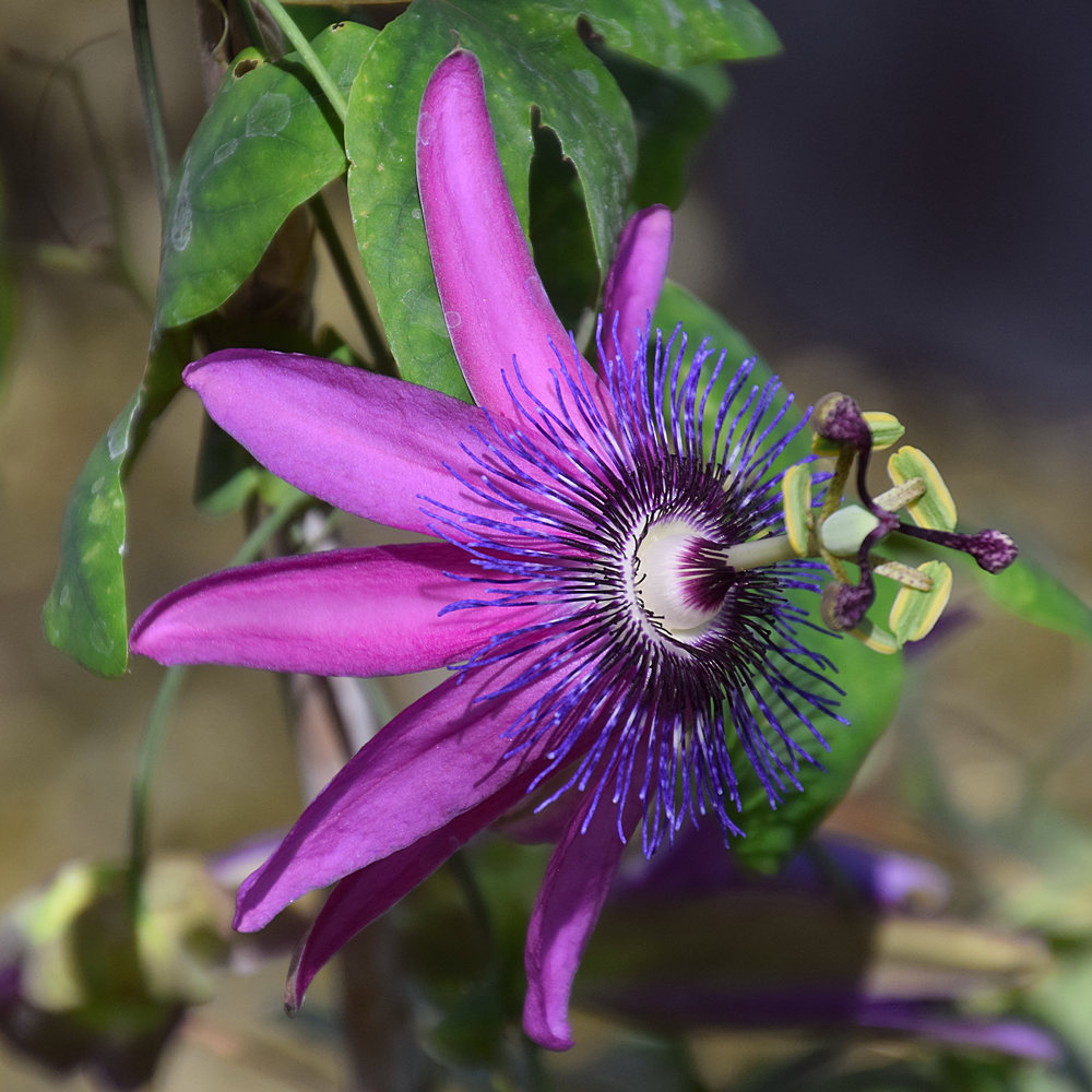 Passiflora6.jpg