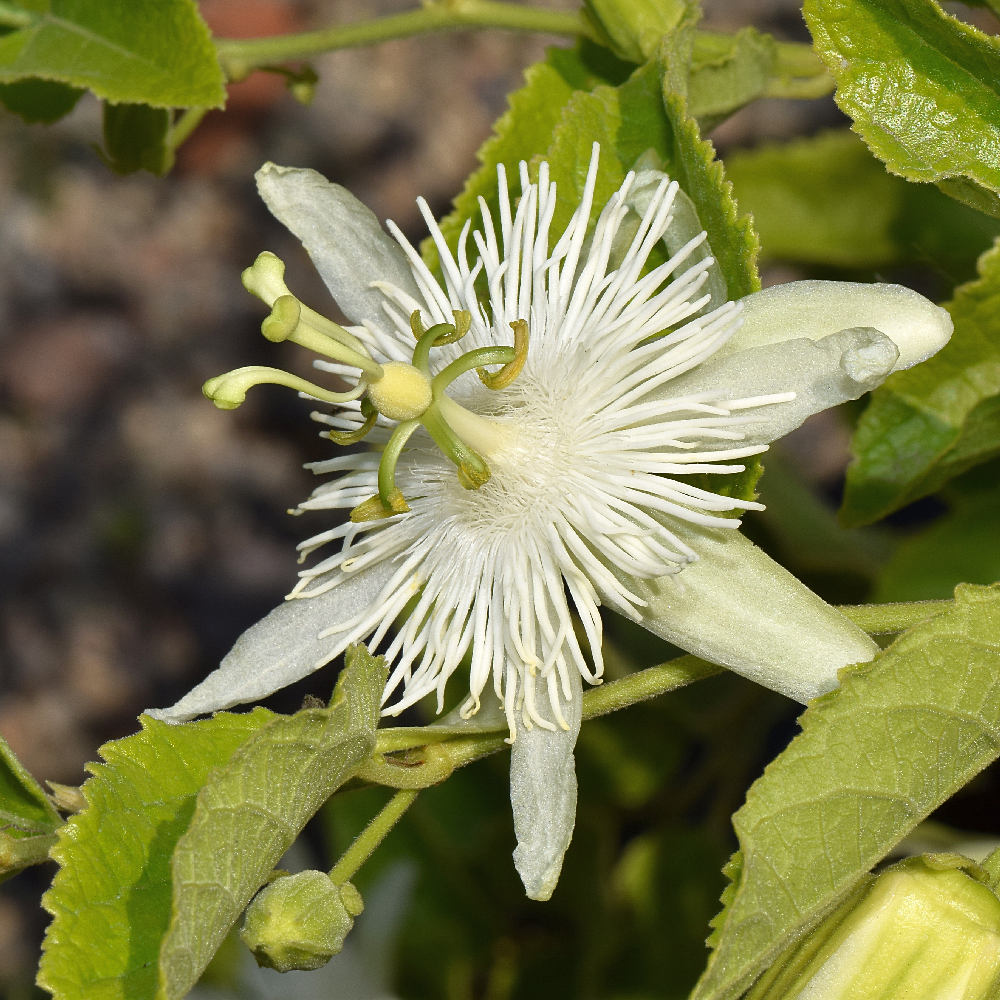 Passiflora6.jpg