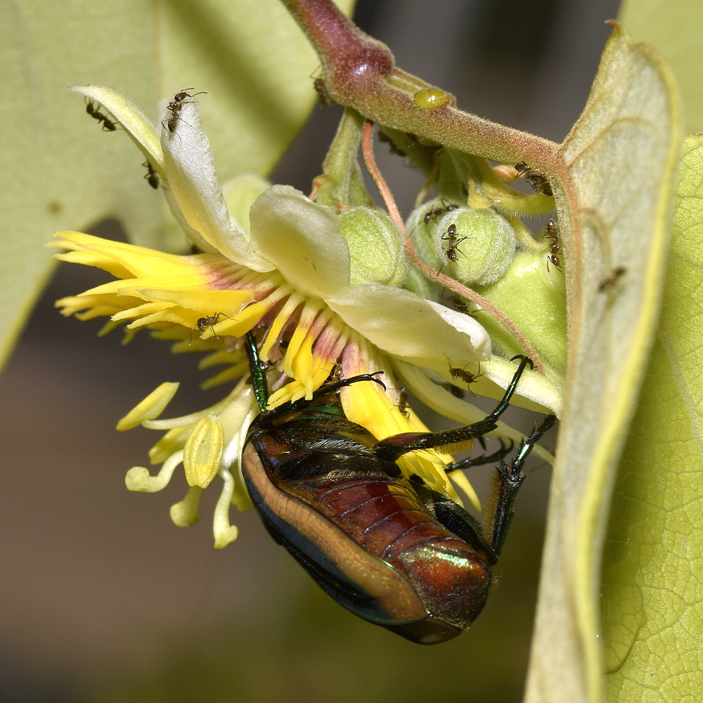 Passiflora6.jpg