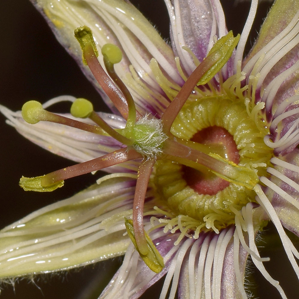Passiflora7.jpg