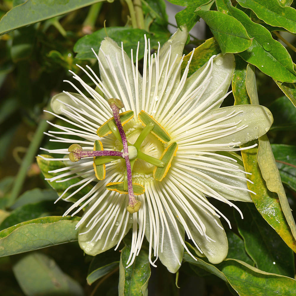 Passiflora7.jpg