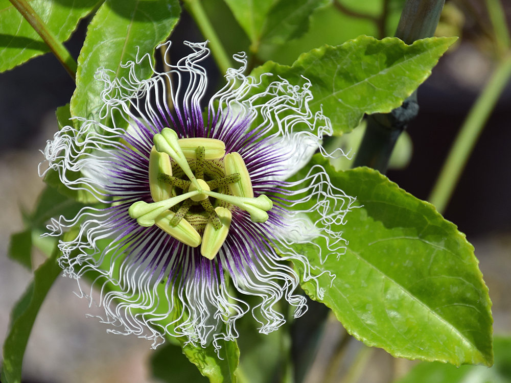 Passiflora7.jpg