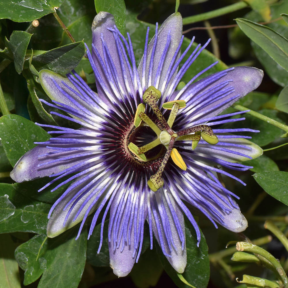 Passiflora7.jpg