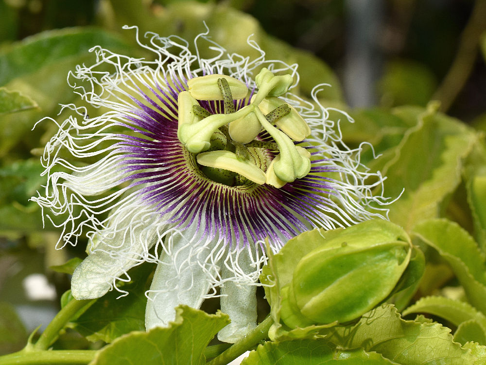 Passiflora7.jpg