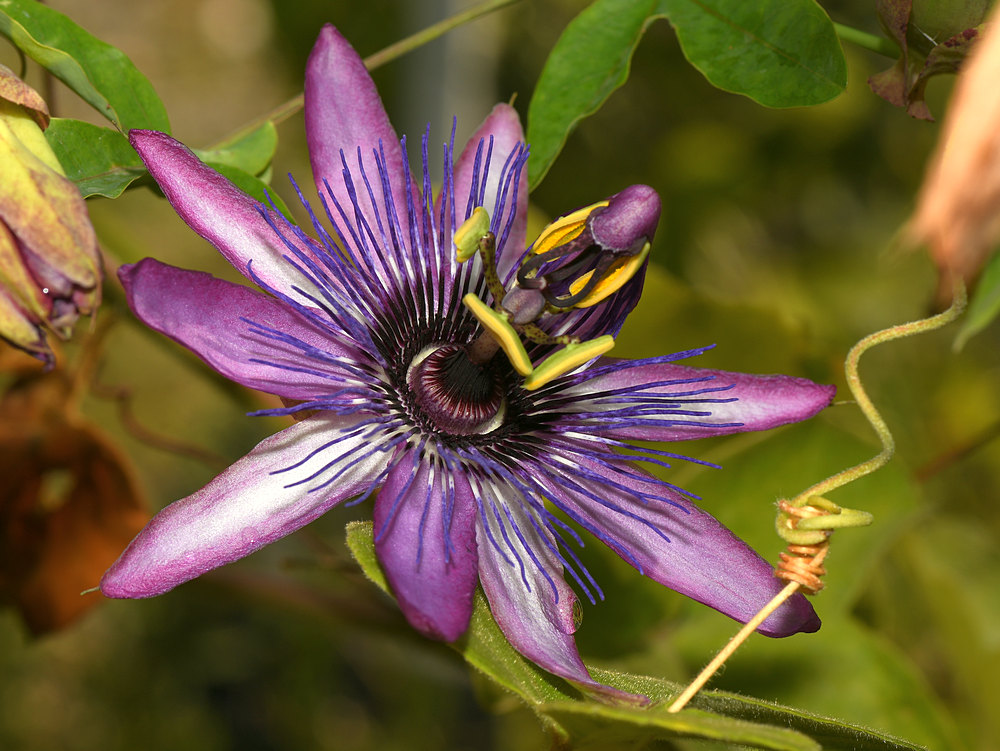 Passiflora7.jpg