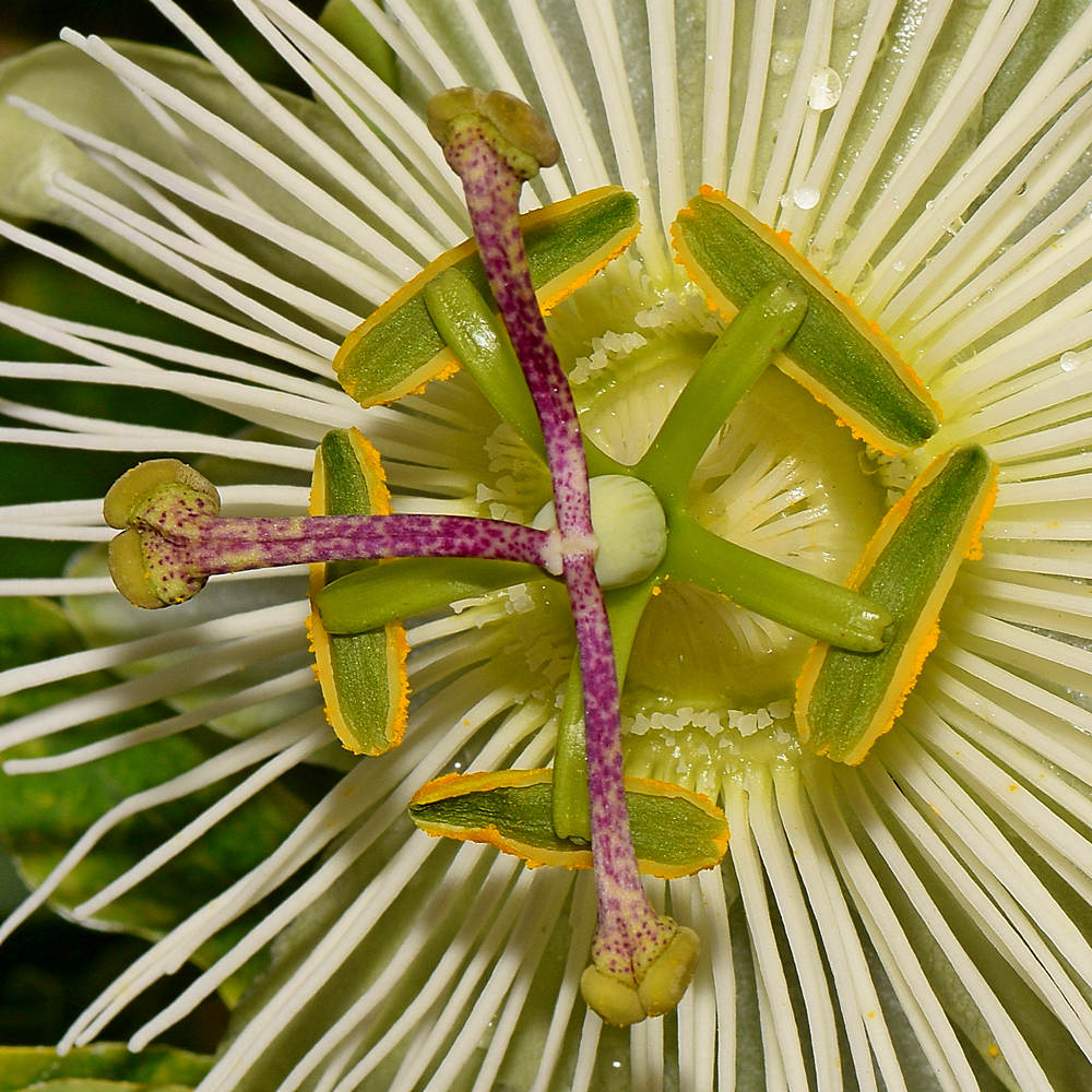 Passiflora8.jpg
