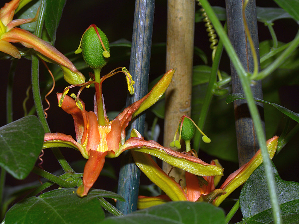 Passiflora9.jpg