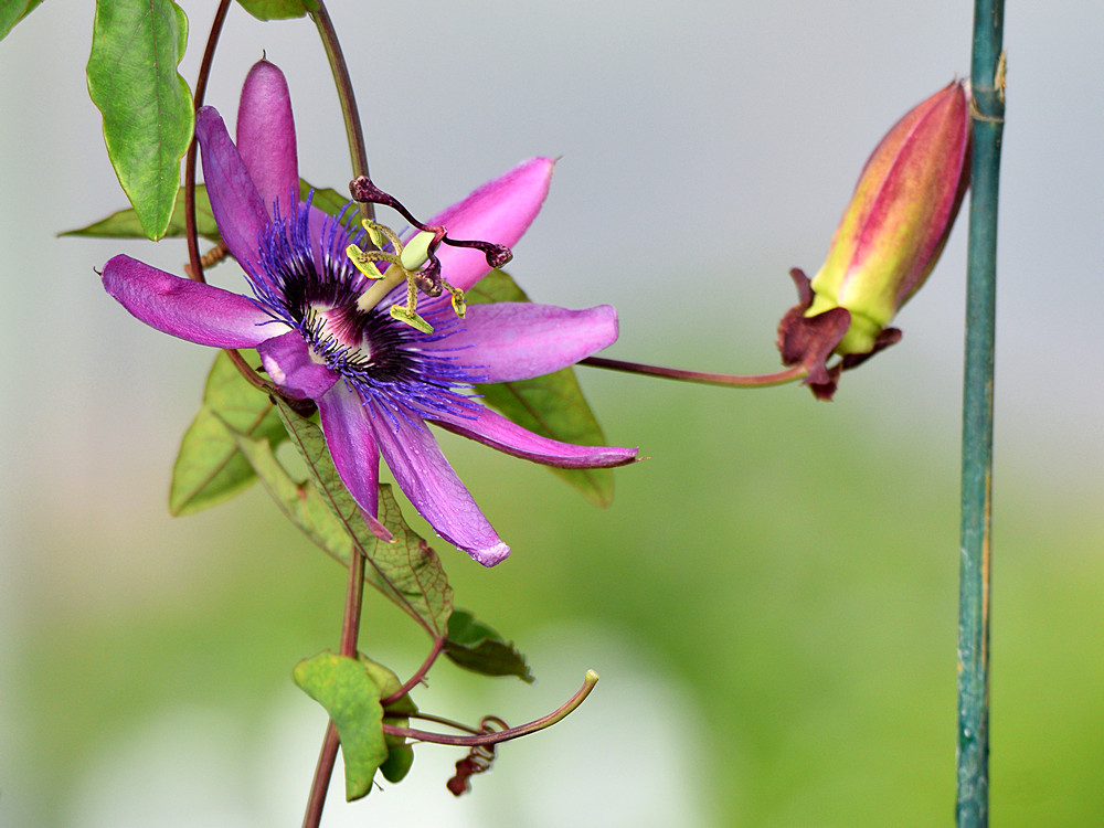 Passiflora_2016_04_15.jpg