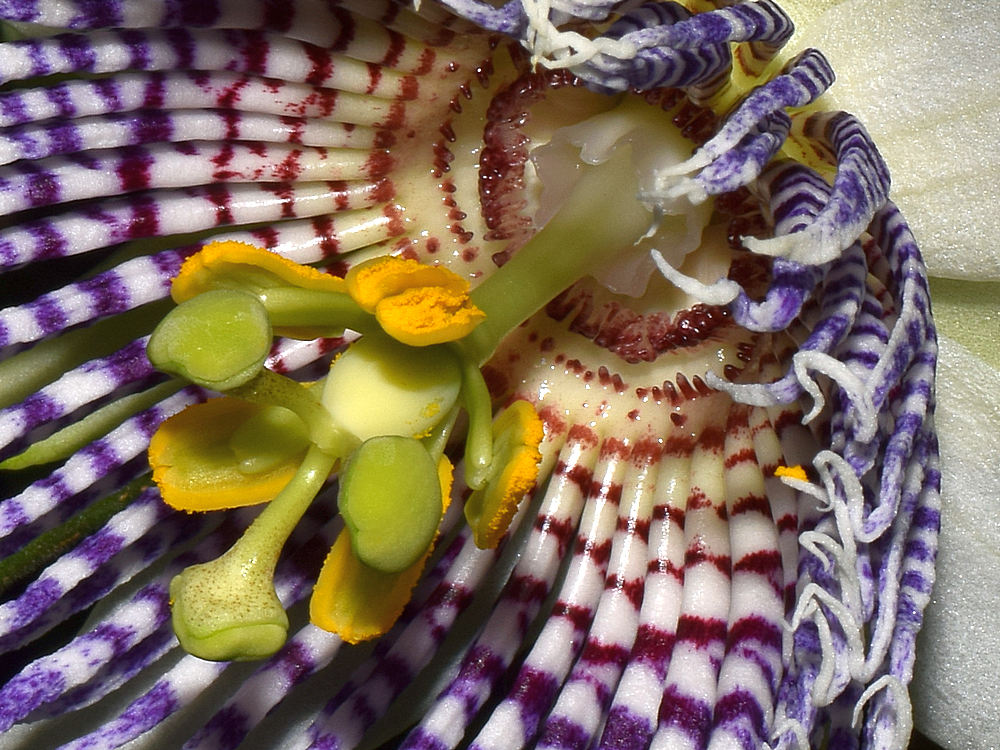 PassifloraActinia.jpg