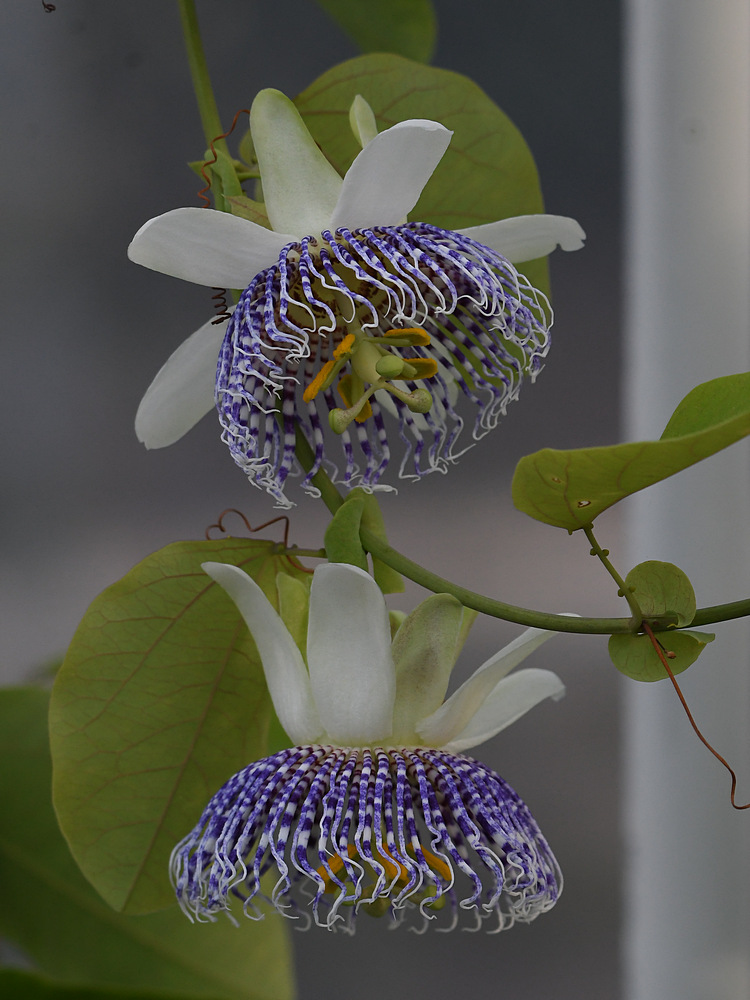 PassifloraActinia.jpg