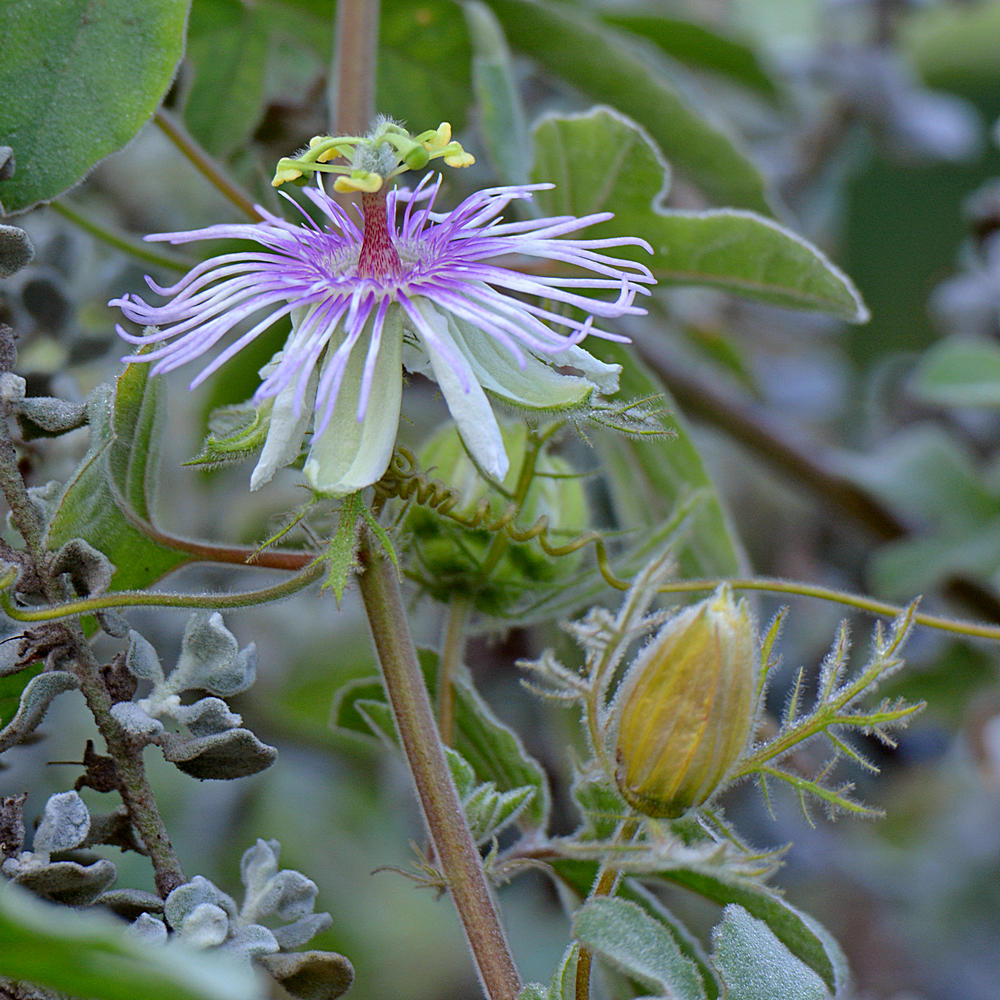 PassifloraArida.jpg