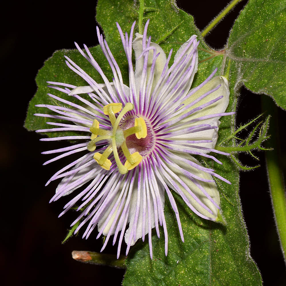 PassifloraArida.jpg