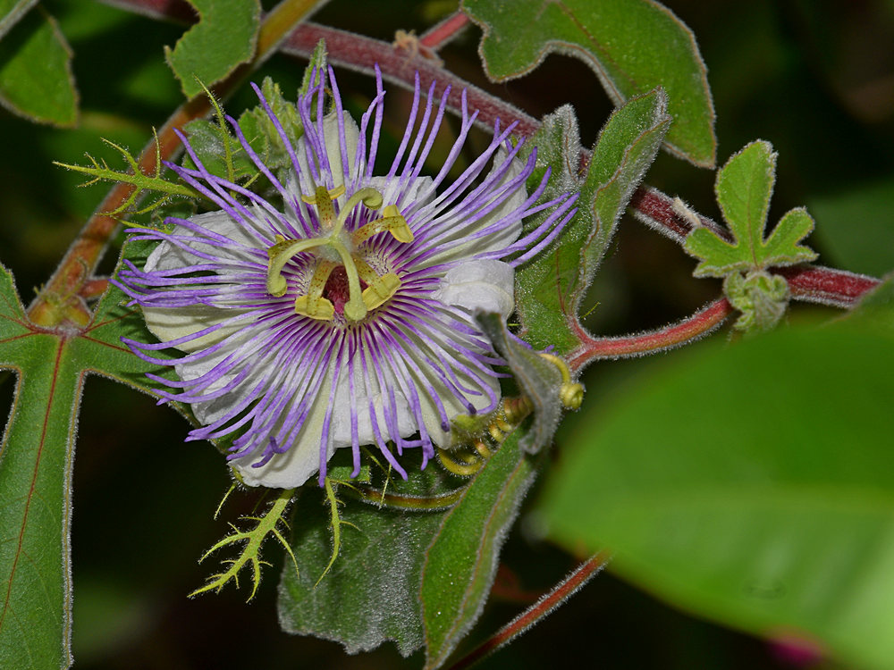 PassifloraArida.jpg