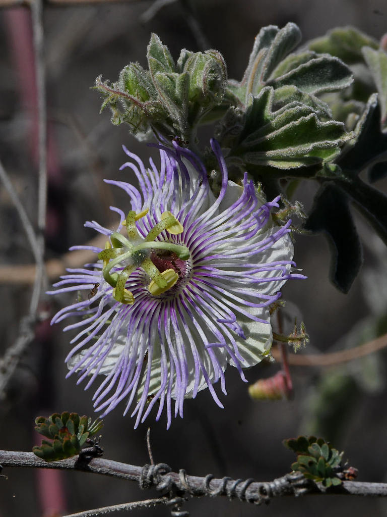 PassifloraArida.jpg