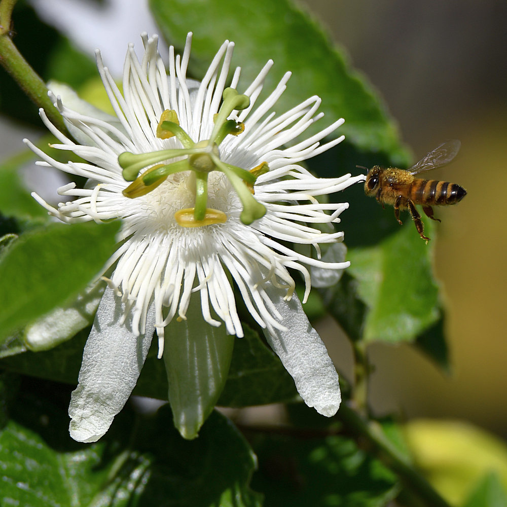 PassifloraBee_2016_08_01.jpg