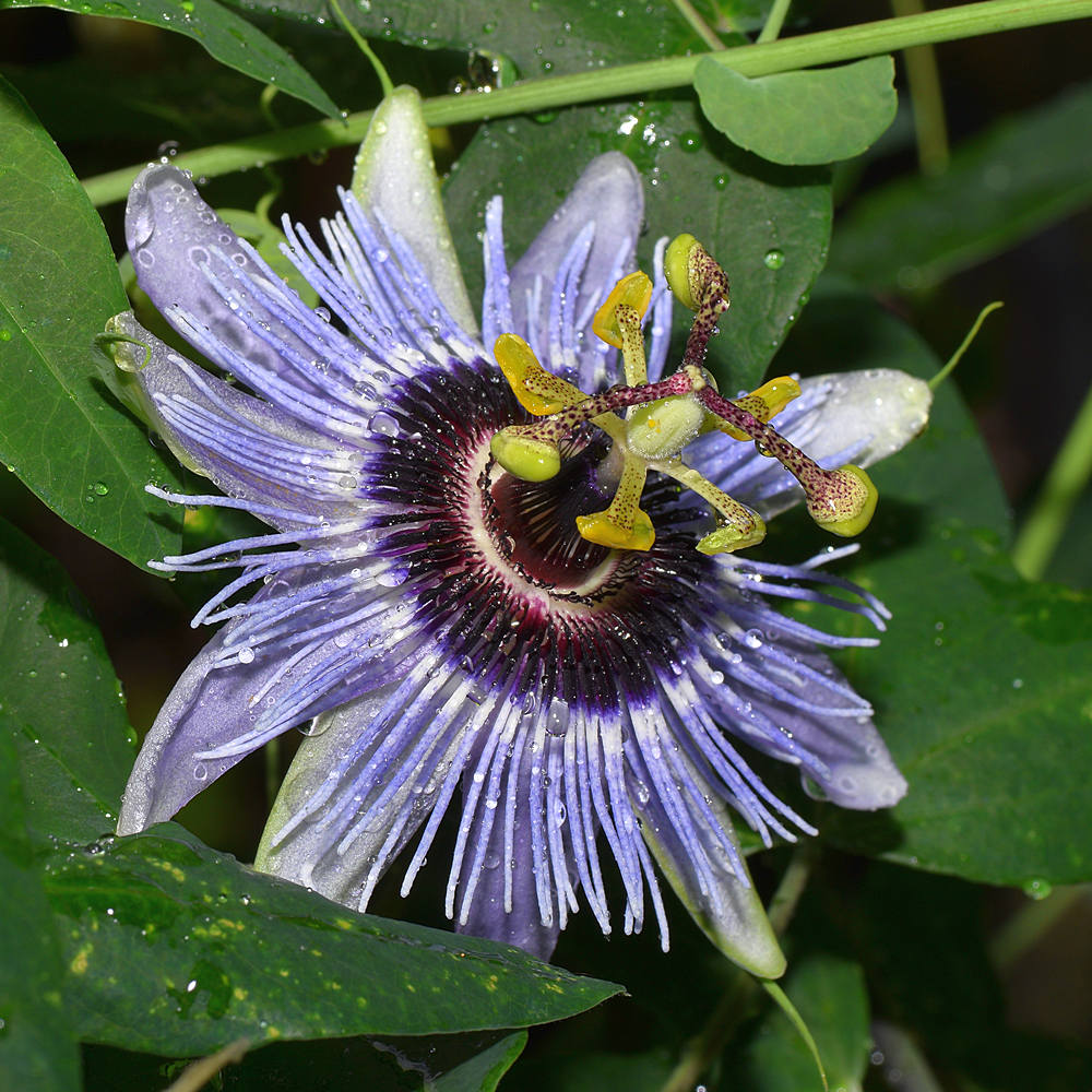 PassifloraBlueBouquet.jpg