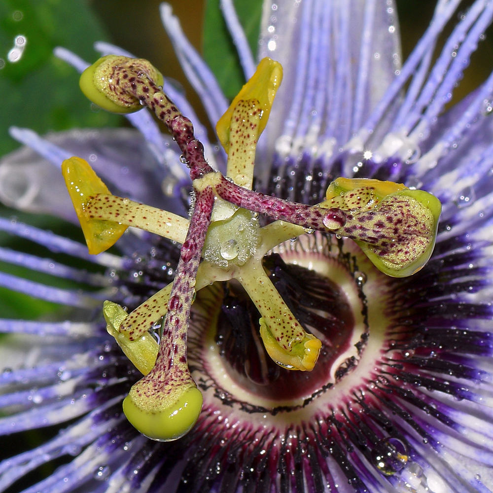 PassifloraBlueBouquet4.jpg