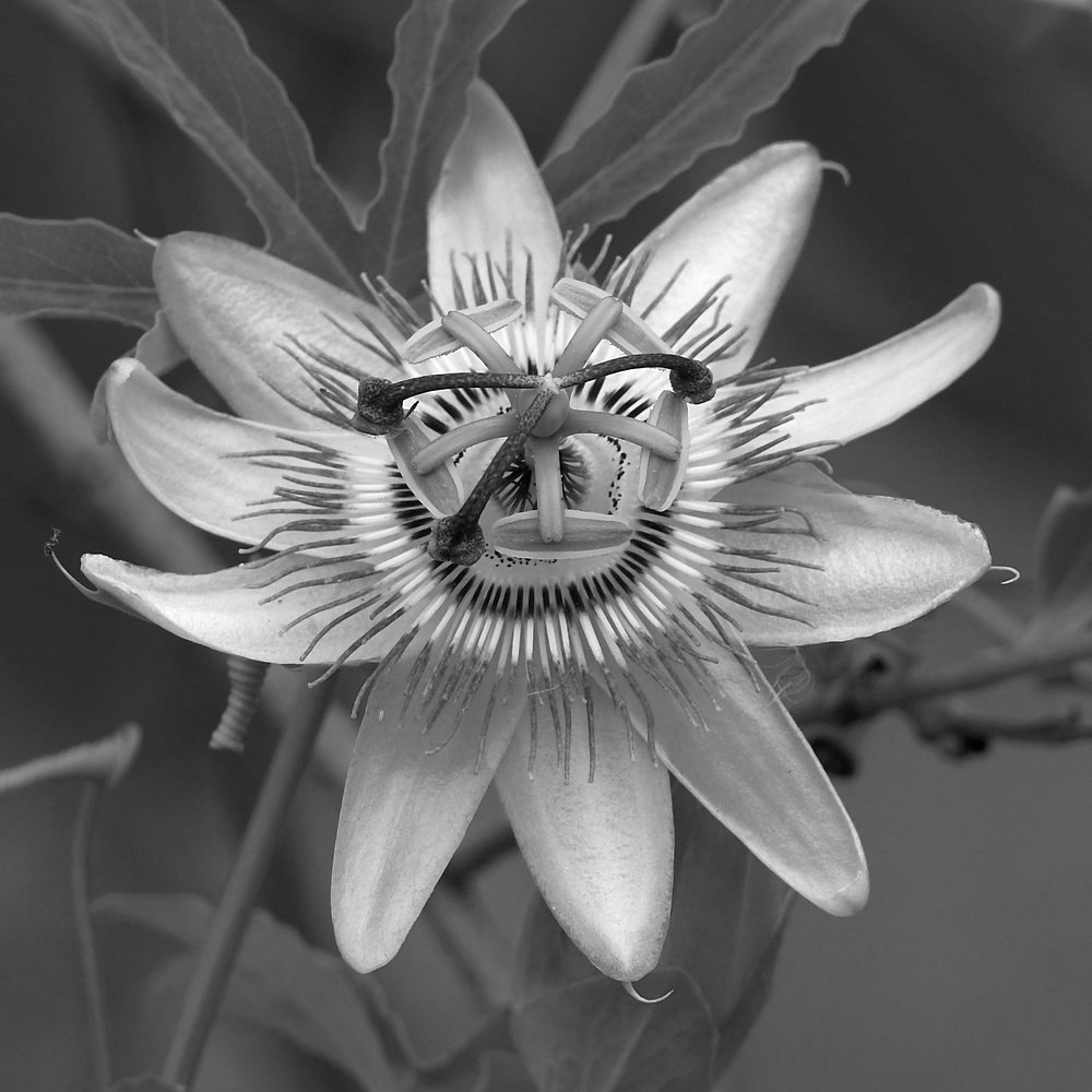 PassifloraBW.jpg