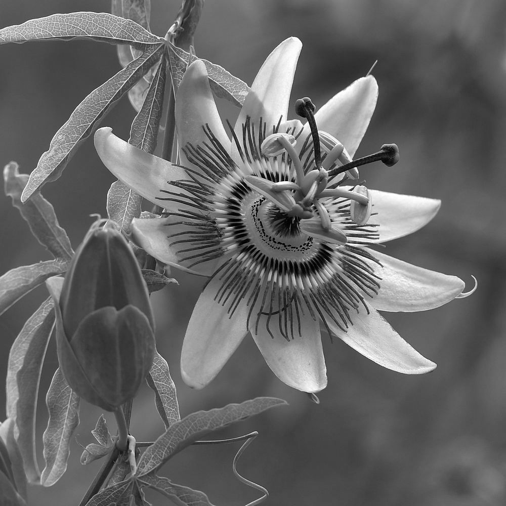PassifloraBW.jpg
