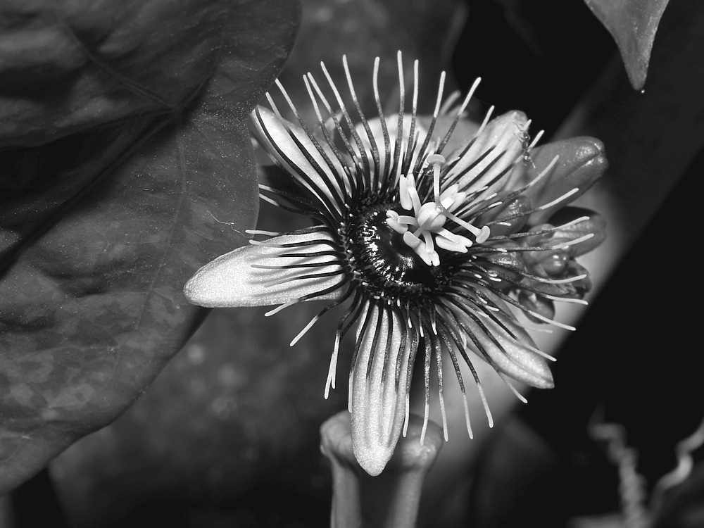 PassifloraBW.jpg