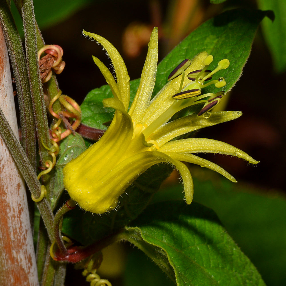 PassifloraCitrina.jpg